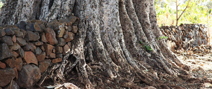 The Stone that the Builders Rejected