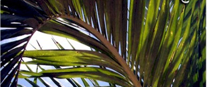 Palm Sunday Worship – 4/10/2022