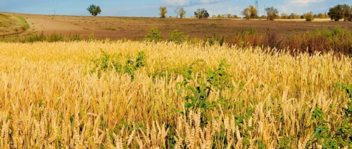 Worship in the Park! 7/23/2023